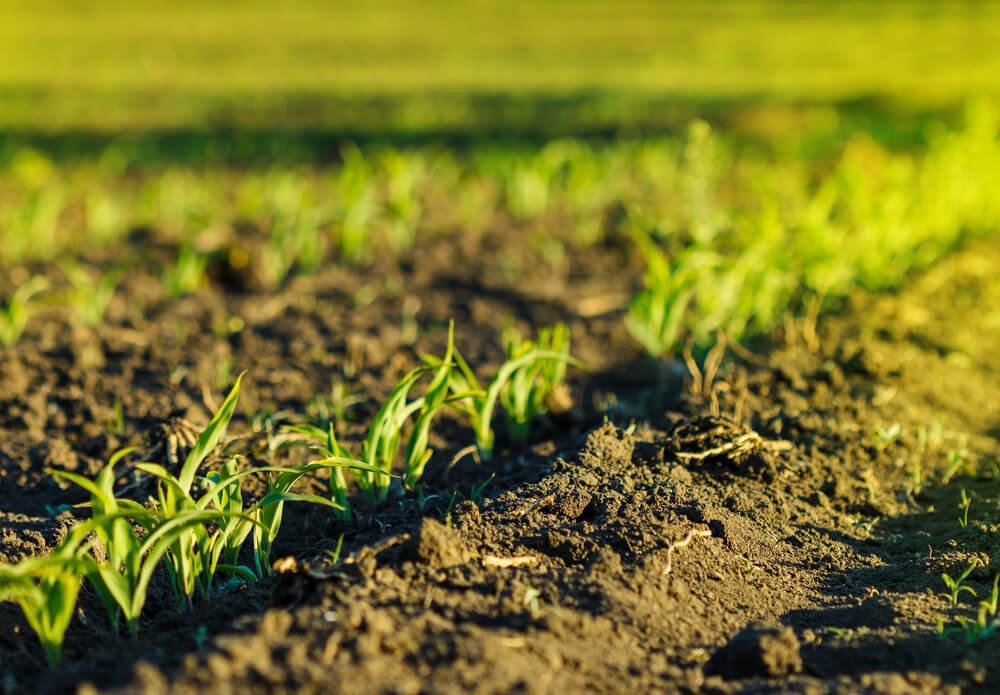 3-passos-para-aumentar-a-producao-agricola.jpeg