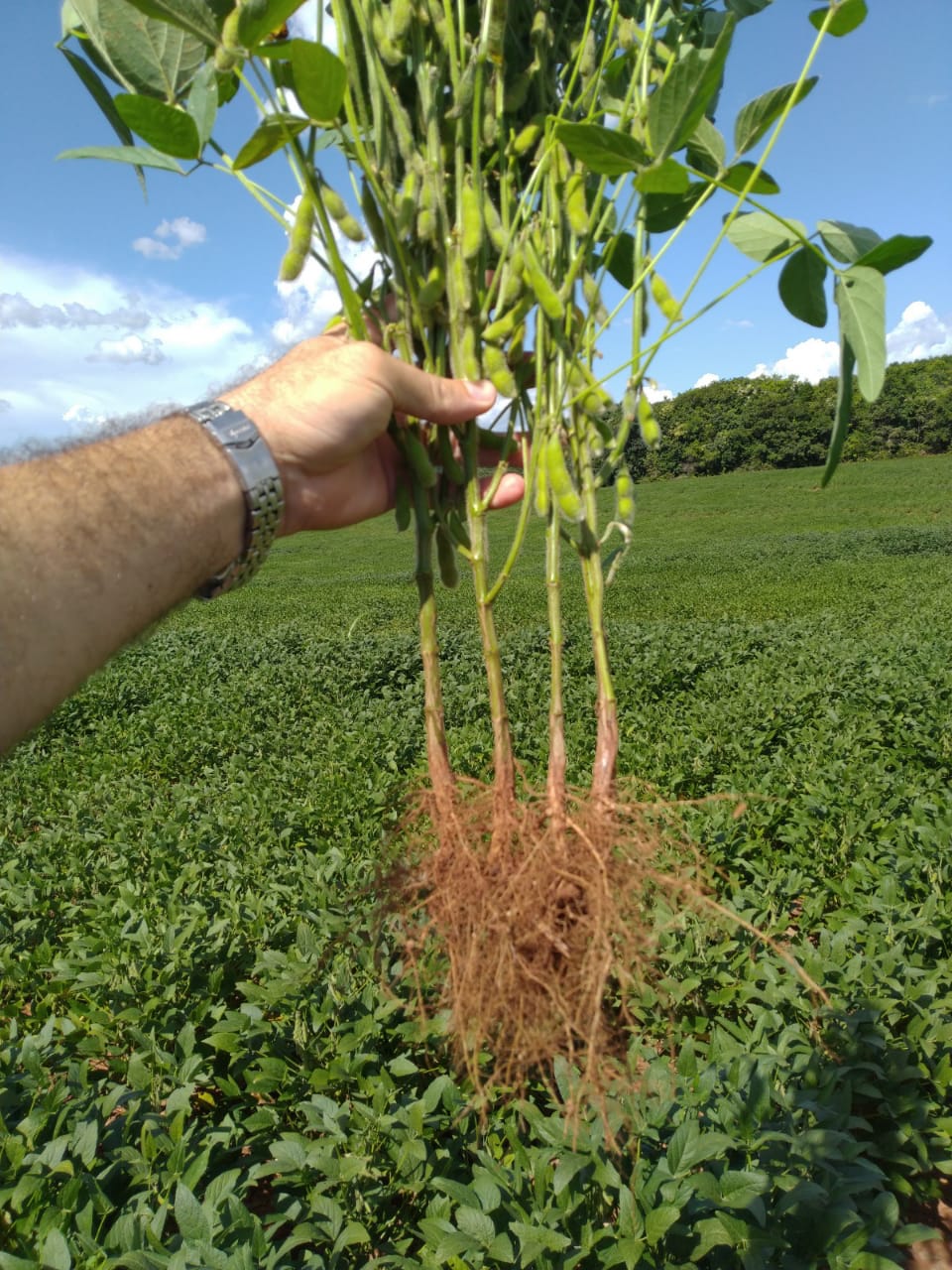 4beneficiosdosfertilizantesdealtaperformancedasuperbac