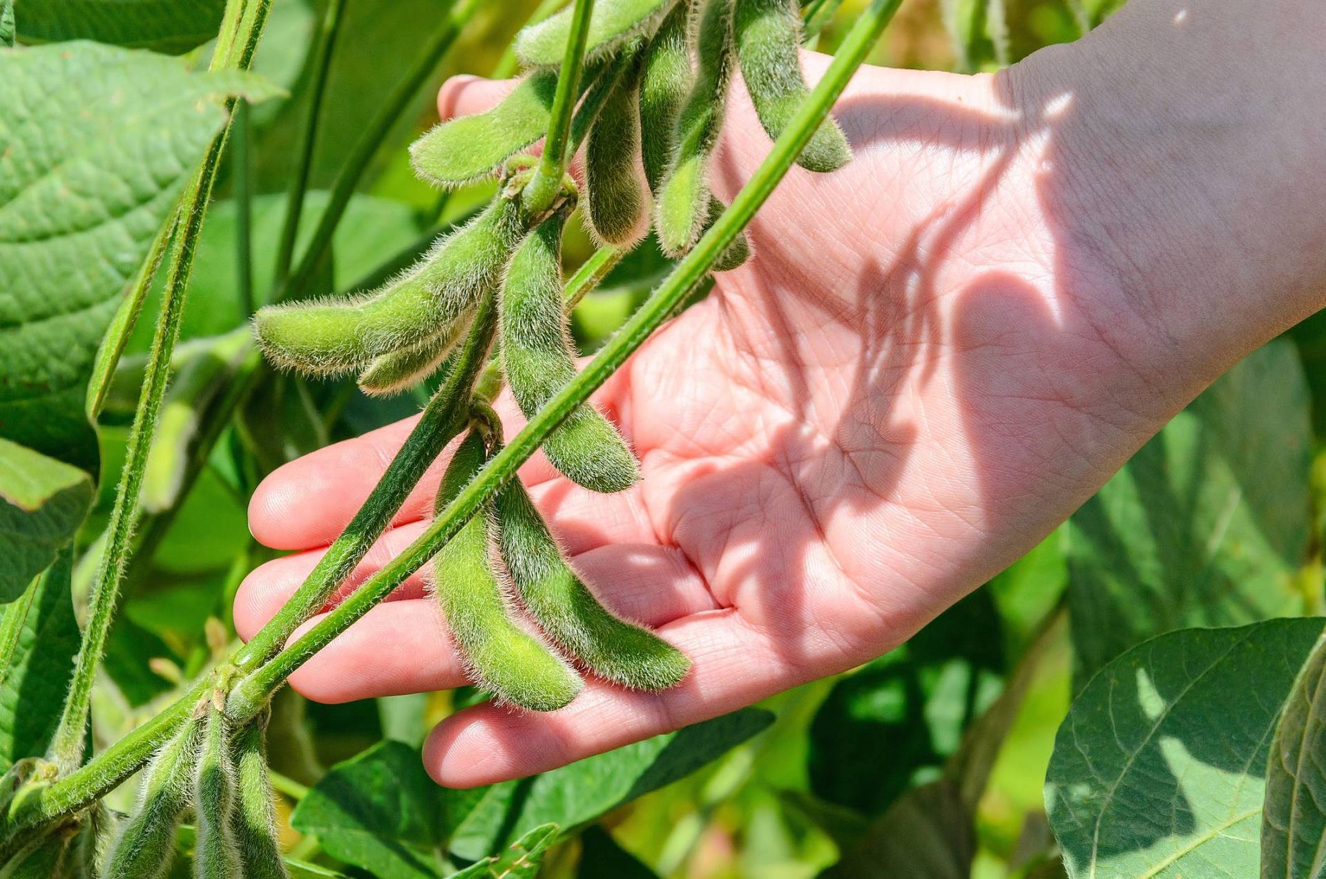 benefícios do fertilizante biotecnológico na cultura de soja