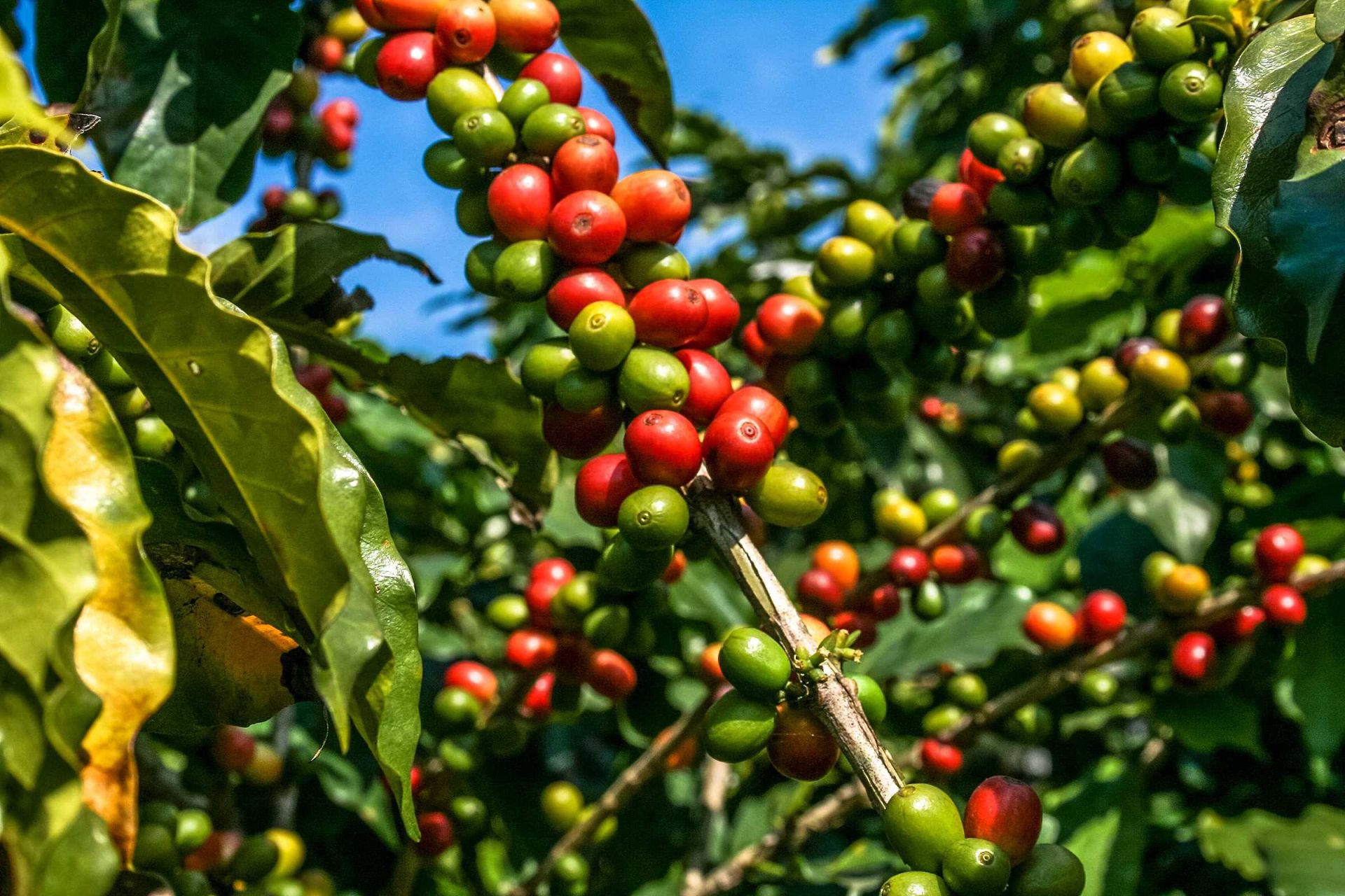 fertilizante biotecnológico para cultura do café