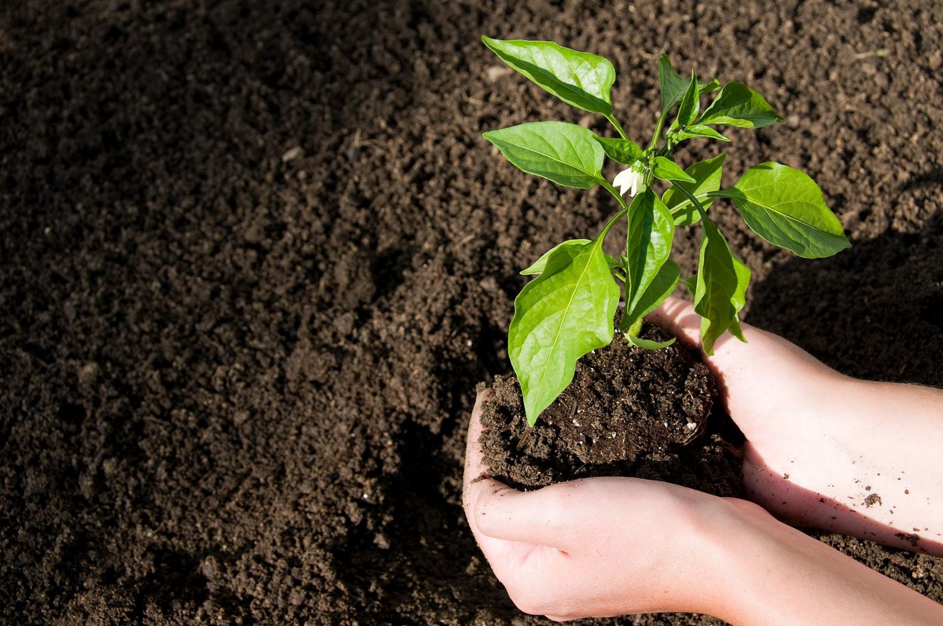 agricultura regenerativa