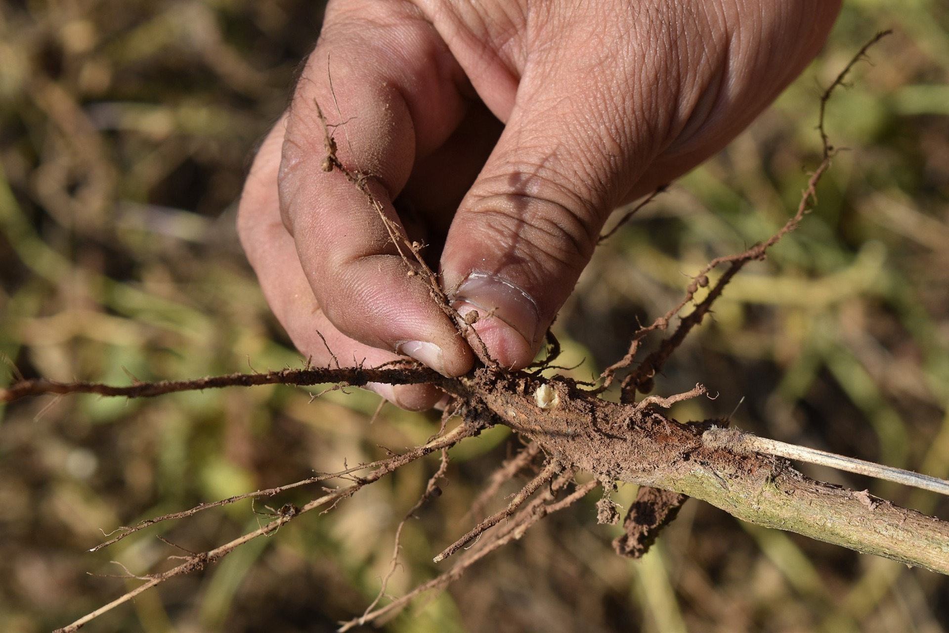 podridão radicular soja